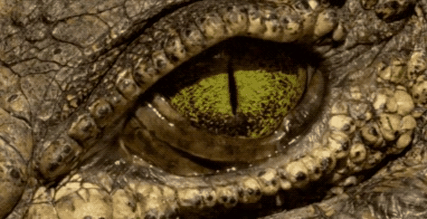 20張活久見照片，看完漲知識