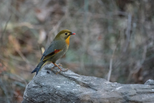 紅嘴相思鳥來北京植物園越冬