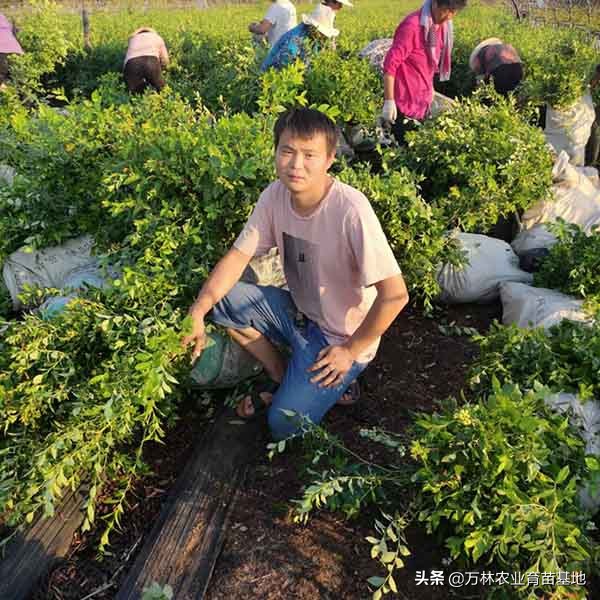 德雷珀藍莓苗品種特點,北高叢德雷珀藍莓苗哪裡有 德雷珀藍莓苗品種特點,北高叢德雷珀藍莓苗哪裡有