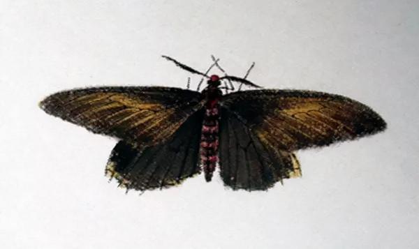 齊白石筆下的飛蟲,精細之極 齊白石筆下的飛蟲,精細之極