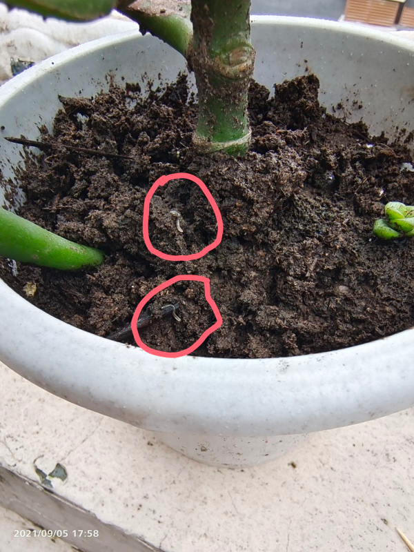 不用花錢買的3種花，去鄰居家剪個枝，插在土裡就能活