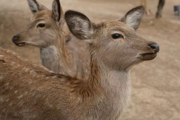 鹿種大揭秘，梅花鹿的這些親戚你都認識嗎？