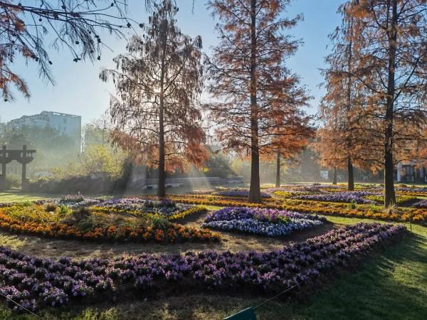 上海植物園林蔭花道即將“上新”~林下空間更“靚”了 上海植物園林蔭花道即將“上新”~林下空間更“靚”了