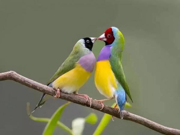 分享一一五彩鳥圖片