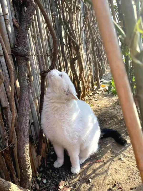 小嶽嶽：你知道我為了紅有多努力嗎？