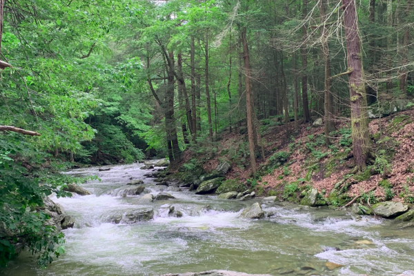 人工智慧進展：拯救地球的生態環境？