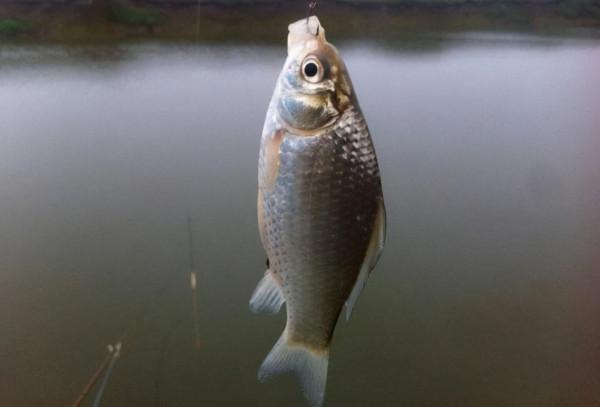 大蒜釣魚誰用誰知道,四個小技巧,助你輕鬆連竿上魚 大蒜釣魚誰用誰知道,四個小技巧,助你輕鬆連竿上魚