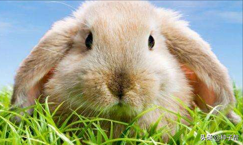 兔子愛吃的貓尾草，生長6-7年，飼用價值如何？畝產量能達多少？