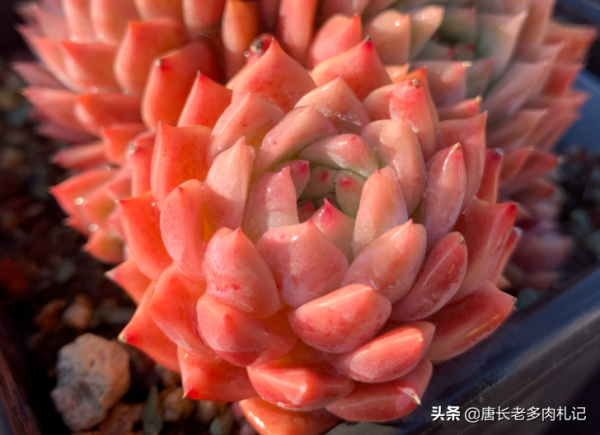 多肉配土是按體積還是重量來算佔比?這是讓“萌新”很糾結的問題 多肉配土是按體積還是重量來算佔比?這是讓“萌新”很糾結的問題