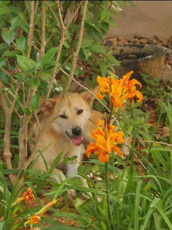 山莊記事：二妞的故事