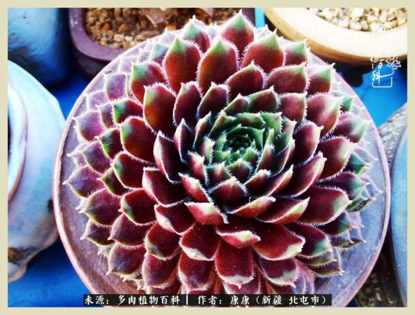 遠處都是風景，近處全是人生，眼前卻是多肉