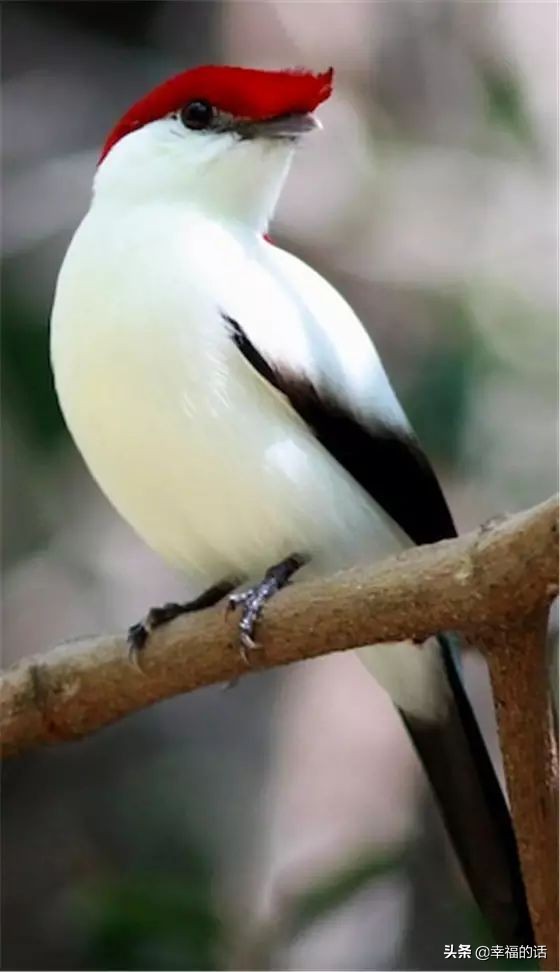 全世界最，最美的魚、最罕見的鳥，集齊了！大開眼界