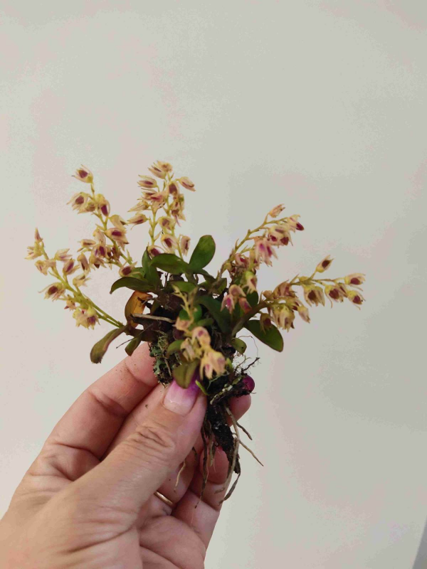 特養人的石斛花,家裡養一盆,滋陰潤肺效果好 特養人的石斛花,家裡養一盆,滋陰潤肺效果好