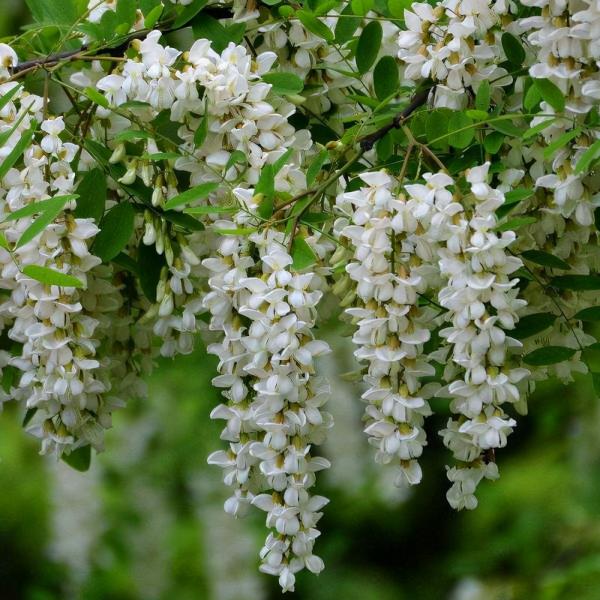 100種常見植物圖鑑,出門識花不再難,適合給小孩子做科普範文 100種常見植物圖鑑,出門識花不再難,適合給小孩子做科普範文