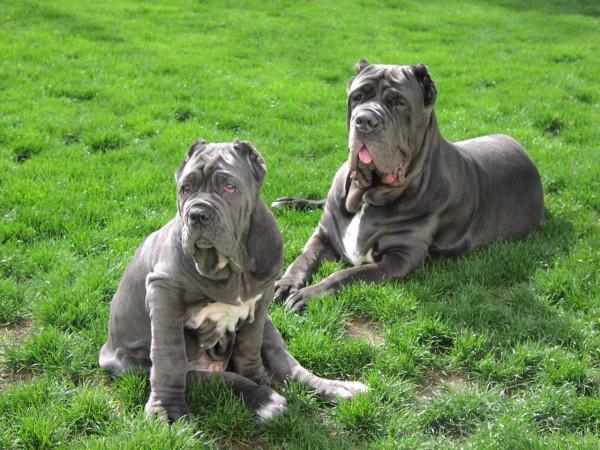 狗狗性格排行榜:最“溫順”的3種狗和最“兇”的3種狗 狗狗性格排行榜:最“溫順”的3種狗和最“兇”的3種狗