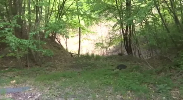 26歲華人爸爸慘死 頭部中彈 床單裹屍 血濺豪宅 妻子崩潰