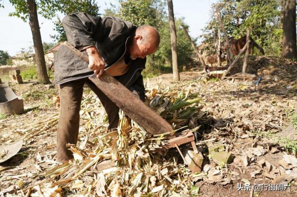 河南大爺養1頭騾子種30畝地，能吃能幹，午飯吃4個雞蛋2碗麵