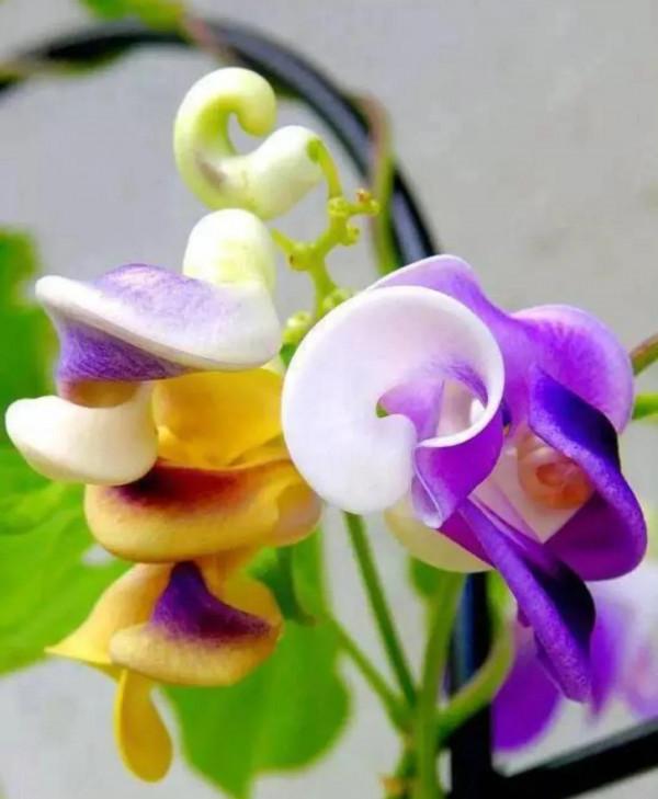 神奇的花你見過嗎