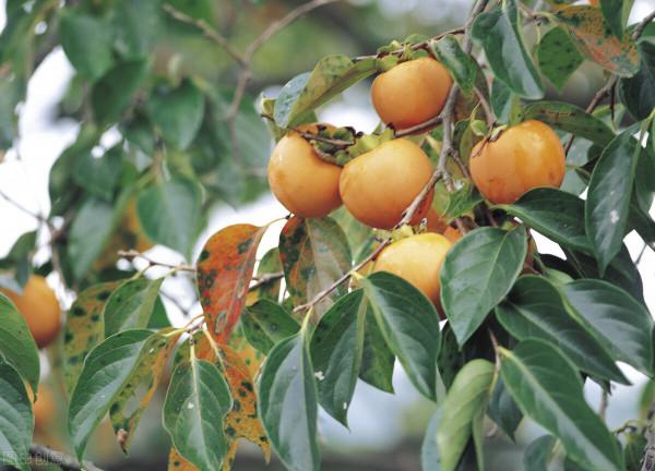 這三味藥,泡茶飲,清肝瀉火,可輔助降血壓,減輕對口服藥的依賴 這三味藥,泡茶飲,清肝瀉火,可輔助降血壓,減輕對口服藥的依賴