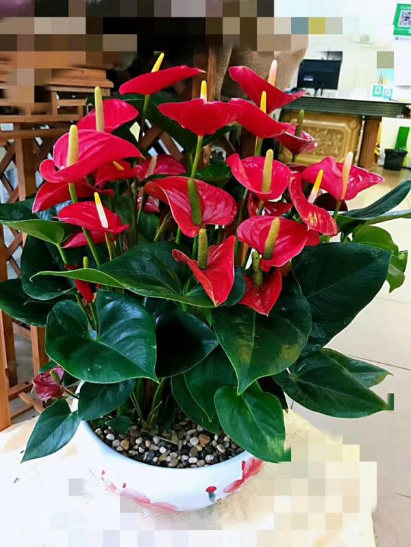 6種“吉祥花”，曬曬大太陽，紅紅火火開一冬，富貴滿屋子