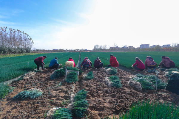 河南光山：小香蔥喜獲豐收