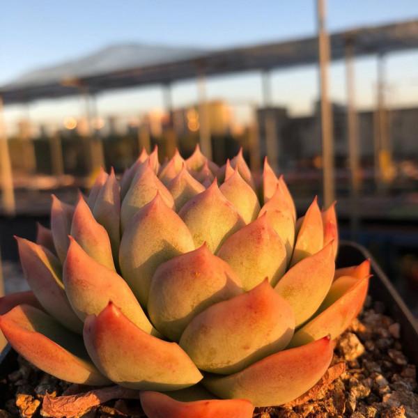 「奇聞異錄」美物使人愉悅：來自多肉的“自拍”