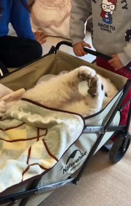 小朋友們玩“過家家”，讓汪躺在嬰兒車裡喝奶：果然是一物降一物