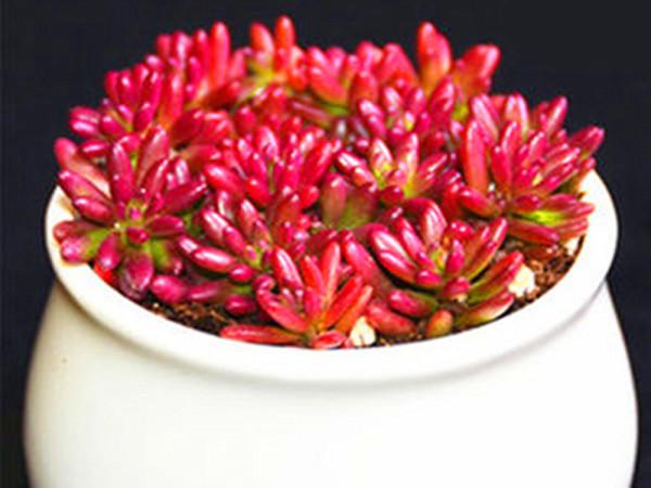 這“三多肉”都是顏值派,無需日曬也能上色,葉片緊湊還易群生 這“三多肉”都是顏值派,無需日曬也能上色,葉片緊湊還易群生