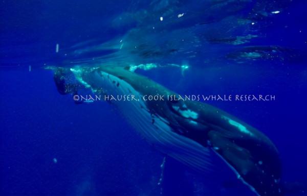 外國海洋生物學家被鯨魚救了一命，一年後，鯨魚竟然還來看她了