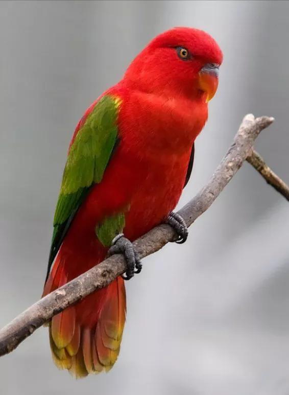 紅色鳥的圖片 紅色鳥的圖片