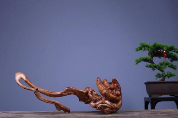 枯木一截，如降龍盤亙！這大自然，造化太神奇了