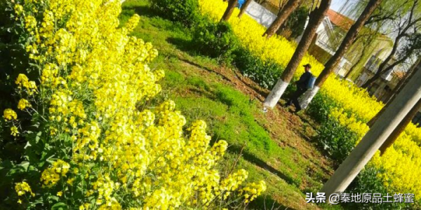 為什麼養蜂老齡化越來越嚴重「①意蜂農篇」