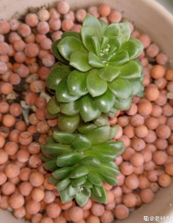 大暑到!多肉植物請注意:做好這5步,才能安全過暑 大暑到!多肉植物請注意:做好這5步,才能安全過暑