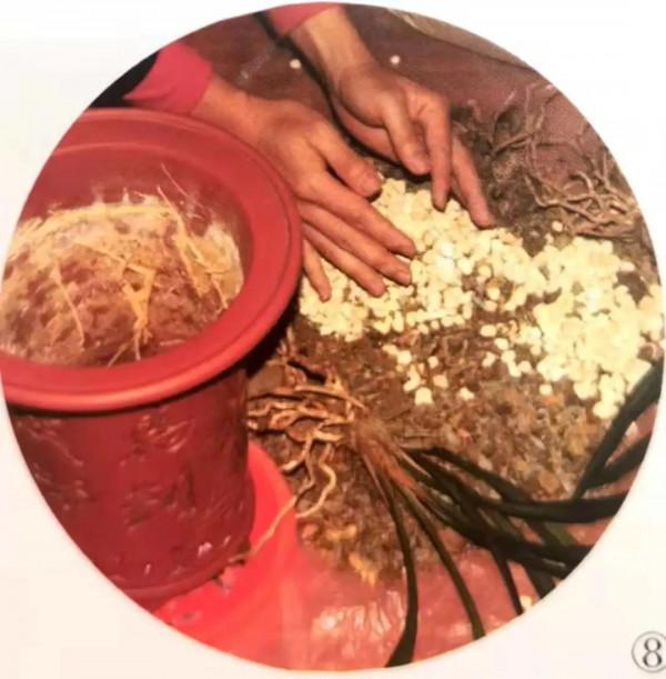 蘭花移栽的正確方法,避免操作過程中那些易犯錯的小細節 蘭花移栽的正確方法,避免操作過程中那些易犯錯的小細節