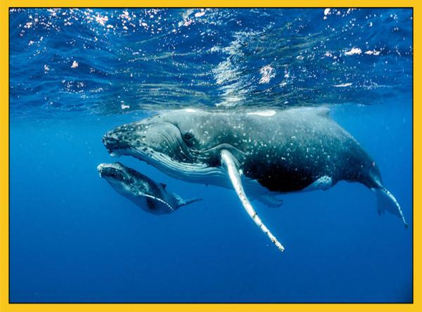 你真的瞭解鯨魚嗎?看完可能顛覆你的認知,祖先竟是陸生動物 你真的瞭解鯨魚嗎?看完可能顛覆你的認知,祖先竟是陸生動物