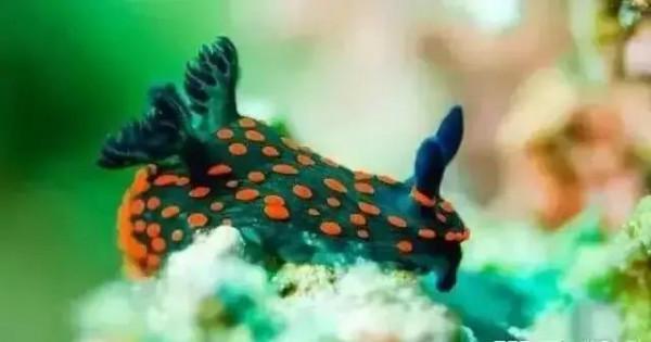 可愛呆萌的海兔，美出天際的海兔——海兔大全