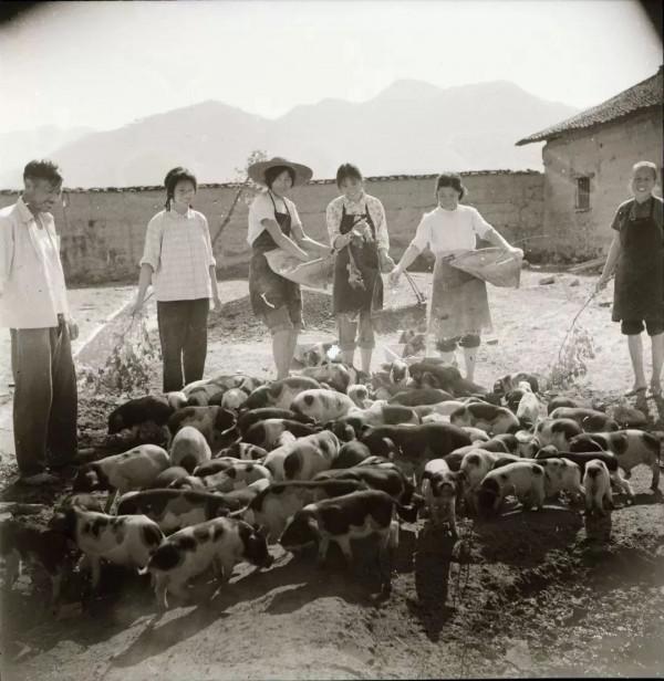 毛主席提升豬的地位至“六畜”之首：一定要做到可以“有豬吃”