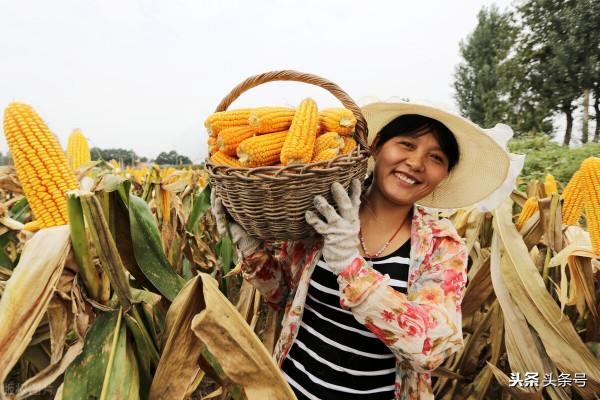 天氣預報：2021年秋收好不好？就看八月十三天氣，看老祖宗怎麼說