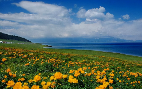 新疆深處的明珠,天鵝常在裡面跳舞,被稱“太平洋最後一滴眼淚” 新疆深處的明珠,天鵝常在裡面跳舞,被稱“太平洋最後一滴眼淚”