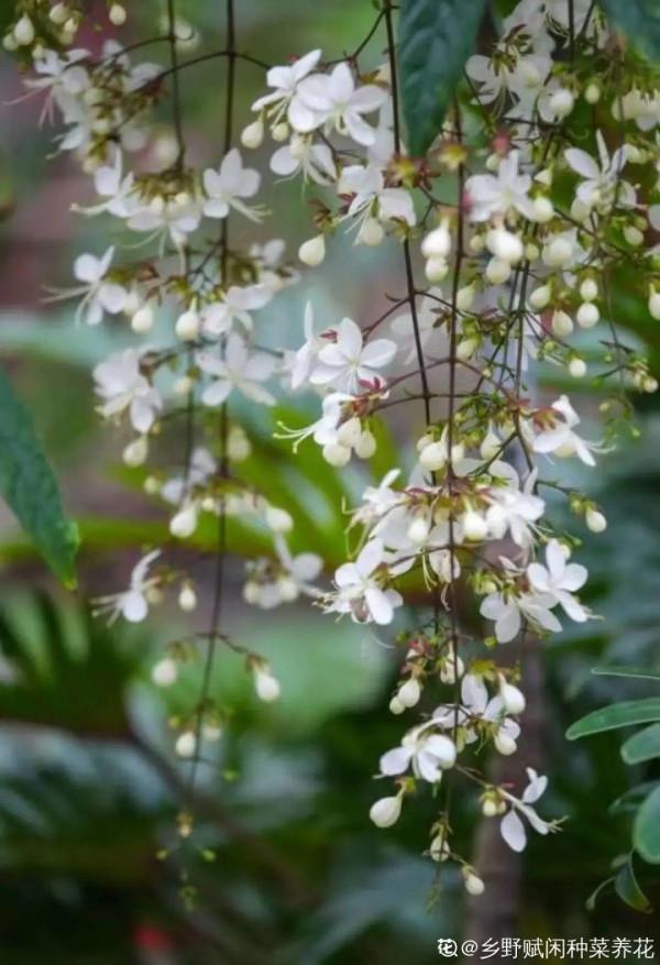 66萬一盆花，是有價無市，還是貨真價實？