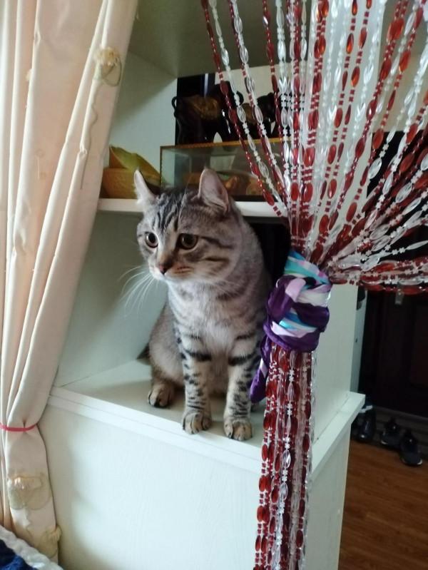 我家可愛搞笑的三隻貓咪 我家可愛搞笑的三隻貓咪