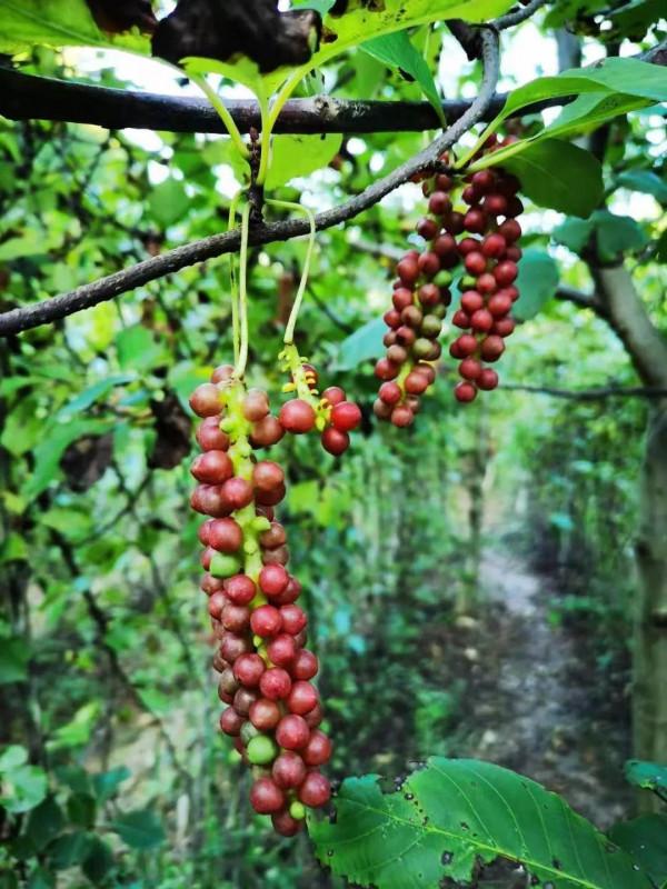 中草藥:五味子 中草藥:五味子