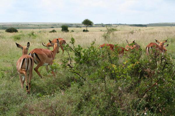 非洲工作之餘遊-納庫魯湖國家公園