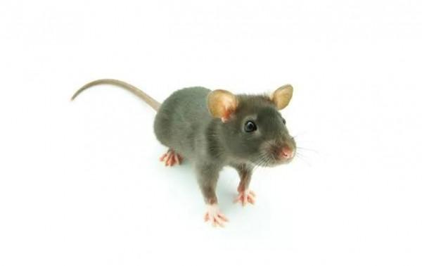 與老鼠共處 與老鼠共處