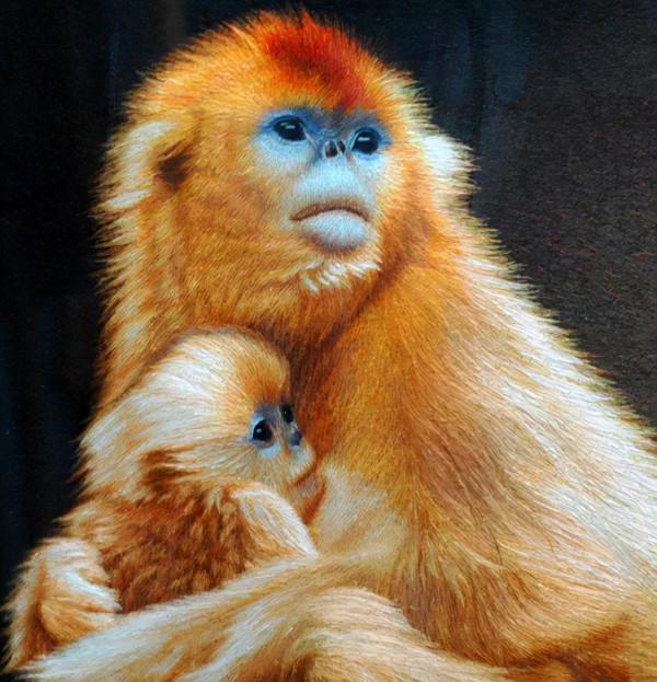 迎接COP15,保護生物多樣性丨長江裡有什麼之“猴中美人”金絲猴 迎接COP15,保護生物多樣性丨長江裡有什麼之“猴中美人”金絲猴