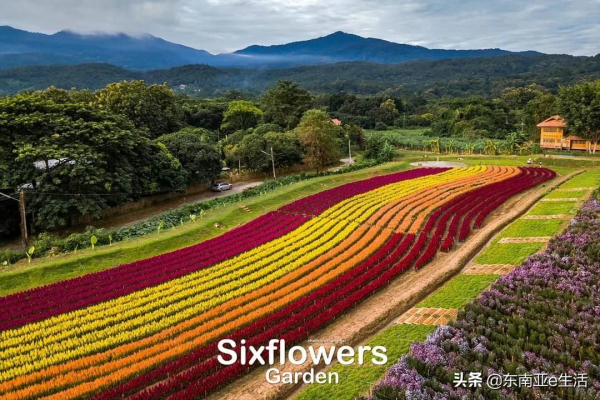 涼季來了！今年清邁有哪些唯美浪漫的花田？