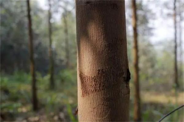 桉樹被稱為&OpenCurlyDoubleQuote;斷子絕孫&rdquo;樹，部分地區已禁種，為何廣西還大量種植