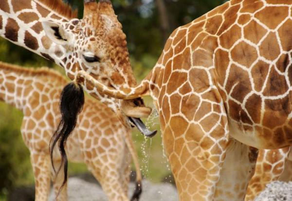 80個神奇照片，最早的鼻罩，比小鎮還大的巨輪，打獵的精美裝備