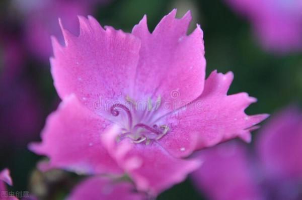 養朵花種棵草不需要多名貴自己喜歡就好 養朵花種棵草不需要多名貴自己喜歡就好