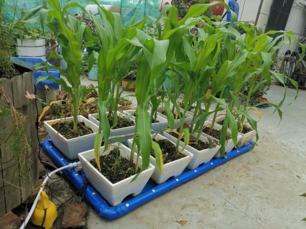 新式移動淺池,讓二培更加方便 新式移動淺池,讓二培更加方便